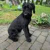 Trained Purebred Giant Schnauzer (7month old/puppy)