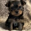 Adorable AKC & CKC Yorkshire Terrier Male and Female Puppies