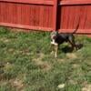 American bully blue tri male