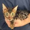 Male Bengal Kitten Available