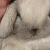 Dwarf Holland Lop Bunnies Rabbits Rabbit Bunny