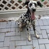 Dalmatian - 3 y/o