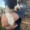 Australian shepherd puppies