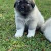 Great Pyrenees Anatolian Shepherd puppies