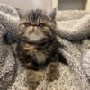 Female Exotic Shorthair Kitten