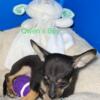 CKC Registered True Tea Cup Chihuahua Pups Short Nosed Apple Headed