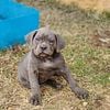 Cane corso puppies available soon