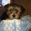 Yorkshire Terrier puppy