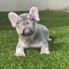French Bulldog lilac and tan male (SOLD)