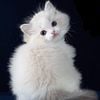 Purebred Traditional Ragdolls, TICA / CFA registered kittens are available!