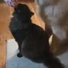 Black male ragdoll mix 1yr