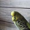 English Budgies Young and Healthy