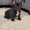 French bulldog fluffy carrier,lilac,Isabella