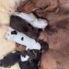 Chocolate/tan and Chocolate/tan Piebald dachshund puppies