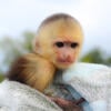 Capuchin Baby Monkey