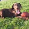 AKC Chocolate Lab ALL SOLD 