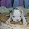 50/50 Frenchton Puppies -- 2 Males and 1 Female