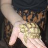 Sulcata Tortoise 