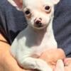 TINY female chihuahua puppy