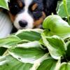 Bernese Mountain Dog, AKC 3 months old