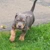 2 male American Bullies  available