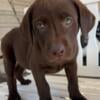 Beautiful Chocolate Lab