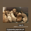 Goldendoodle puppies call ( 11 weeks