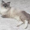 TICA Registered Male Cat for Stud