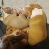 Pitbull puppies looking forever homes!!!