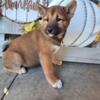 Shiba inu puppies looking for forever home