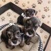 Miniature schnauzer Puppies
