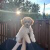 Toy poodle AKC