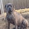 Rayline Bandogg Mastiff