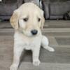 AKC Golden Retriever female puppy