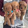 Cavapoo F1b