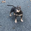 Junior (Male Blue Tri Pocket Bully)