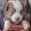 Mini Australian Shepherd Puppies