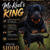 Rottweiler Stud
