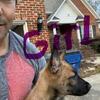 Belgian Malinios German Shepherd puppies