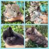 Jersey Wooly Bunnies Rabbits (Pedigreed)