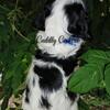 AKC registered cocker spaniels