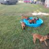 Belgian Malinois puppies working dog For Sale