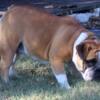 English bulldog male for trade  looking for an active home !