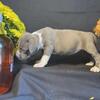 AKC AmStaff-american staffordshire terrier- working dogs