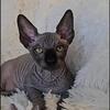 Sphynx Black  Girl  TICA Breeding Rights Chicago IL