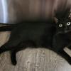 Black Melanistic bengal male for rehoming 