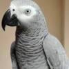 Wanted - I DESIRE to purchase a BABY or Very Young AFRICAN GREY female