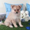 Marty Spunky Toy ACA Pomeranian Puppy