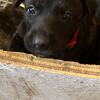 ***Dutch Shepherd Puppies ready for forever home*** 