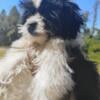 Shih Tzu puppy available Male / female